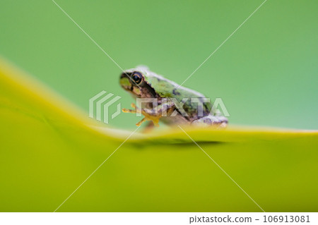 日本樹蛙、日本雨蛙、Dryophytes japonicus、荷葉蛙、青蛙季節 106913081