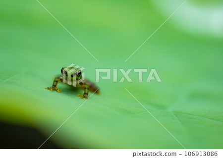 日本樹蛙、日本雨蛙、Dryophytes japonicus、荷葉蛙、青蛙季節 106913086