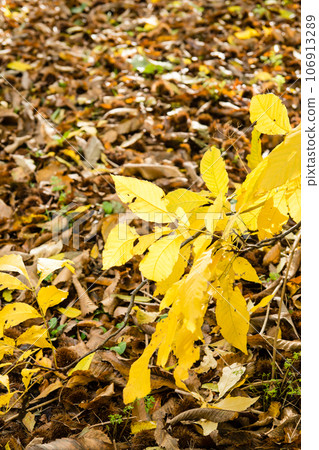 倫敦郊區邱園的黃色秋葉和大量落葉 倫敦郊區邱園的黃色秋葉和大量落葉 106913289