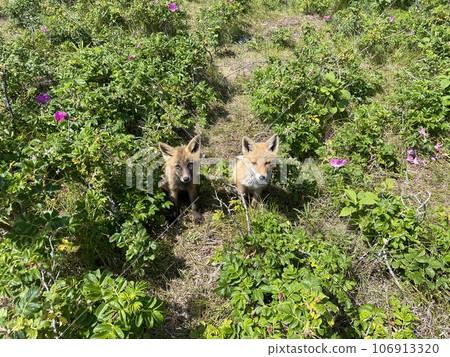 A red fox appears in a spring meadow A red fox appears in a spring meadow 106913320