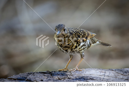 White's Thrush (Zoothera aurea) in the forest animal portrait. 106913325