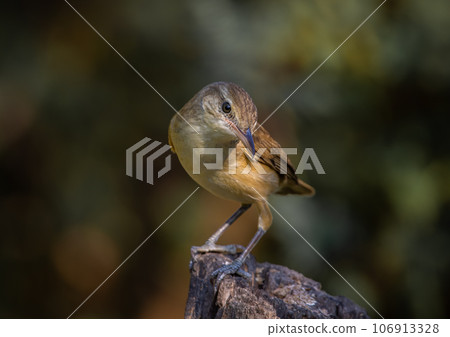 Oriental Reed Warbler Standing on a tree stump with a black background. 106913328