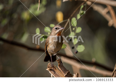 Siberian Rubythroat, Red-necked Nightingale on a branch ( Animal portrait ) Siberian Rubythroat, Red-necked Nightingale on a branch ( Animal portrait ) 106913333
