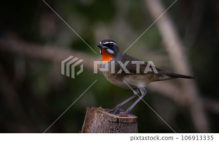 Siberian Rubythroat, Red-necked Nightingale on a branch ( Animal portrait ) Siberian Rubythroat, Red-necked Nightingale on a branch ( Animal portrait ) 106913335