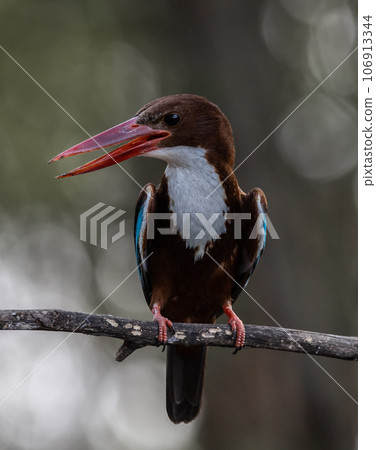 White-throated Kingfisher on the branch tree animal portrait. White-throated Kingfisher on the branch tree animal portrait. 106913344