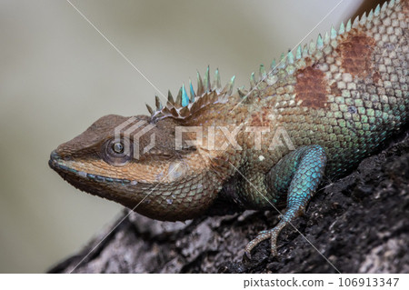 Siamese blue crested lizard on tree close up shot. Siamese blue crested lizard on tree close up shot. 106913347