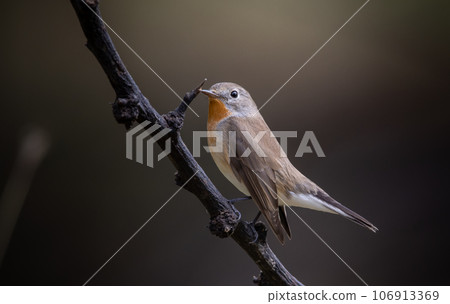 Red-breasted Flycatcher on the branch tree animalportrait. Red-breasted Flycatcher on the branch tree animalportrait. 106913369