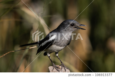 Oriental magpie robin standing on a branch close up shot. Oriental magpie robin standing on a branch close up shot. 106913377