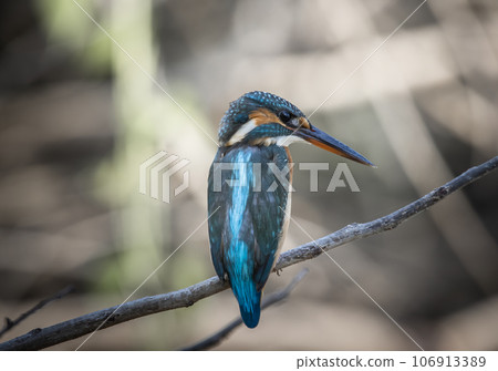 Common Kingfisher on the branch tree animal portrait. 106913389