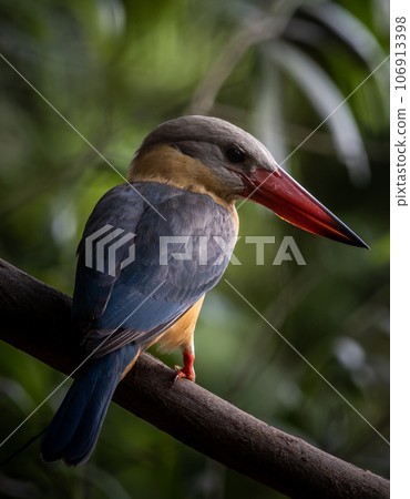 Stork-billed Kingfisher on the branch tree. 106913398