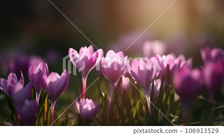 Purple spring crocus flowers growth in the snow Purple spring crocus flowers growth in the snow 106913529