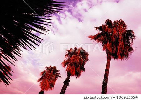 Palm trees in the wind against the blue sky and clouds in the summer evening. Sunset. Herceg Novi, Montenegro. Tropical resort landscape. Beach vacation. A soft, light breeze sways the palm leaves Palm trees in the wind against the blue sky and clouds in the summer evening. Sunset. Herceg Novi, Montenegro. Tropical resort landscape. Beach vacation. A soft, light breeze sways the palm leaves 106913654