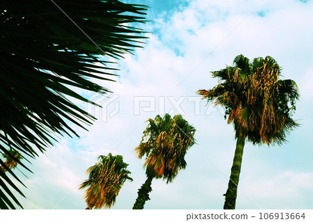 Palm trees in the wind against the blue sky and clouds in the summer evening. Sunset. Herceg Novi, Montenegro. Tropical resort landscape. Beach vacation. A soft, light breeze sways the palm leaves Palm trees in the wind against the blue sky and clouds in the summer evening. Sunset. Herceg Novi, Montenegro. Tropical resort landscape. Beach vacation. A soft, light breeze sways the palm leaves 106913664