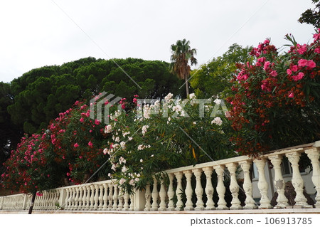 Oleander, Nerium oleander Apocynaceae, is a poisonous shrub. It is used in gardens because of its pink flowers. Coast of Herceg Novi Montenegro. Adriatic Sea Mediterranean. Beautiful white balustrade 106913785