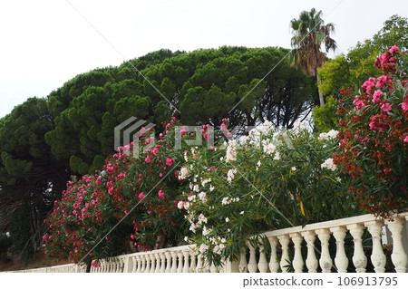 Oleander, Nerium oleander Apocynaceae, is a poisonous shrub. It is used in gardens because of its pink flowers. Coast of Herceg Novi Montenegro. Adriatic Sea Mediterranean. Beautiful white balustrade Oleander, Nerium oleander Apocynaceae, is a poisonous shrub. It is used in gardens because of its pink flowers. Coast of Herceg Novi Montenegro. Adriatic Sea Mediterranean. Beautiful white balustrade 106913795