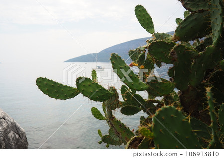 Opuntia, the prickly pear cactus, is a genus of flowering plants in the cactus family Cactaceae is named for the Ancient Greek city of Opus, , many known for their flavorful fruit and showy flowers Opuntia, the prickly pear cactus, is a genus of flowering plants in the cactus family Cactaceae is named for the Ancient Greek city of Opus, , many known for their flavorful fruit and showy flowers 106913810