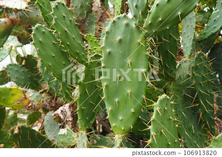 Opuntia, the prickly pear cactus, is a genus of flowering plants in the cactus family Cactaceae is named for the Ancient Greek city of Opus, , many known for their flavorful fruit and showy flowers 106913820