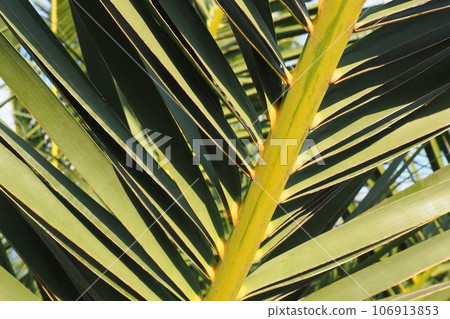 Palm branches against the blue sky. Sunny weather. Vacation at the resort. Coconut and date leaves sway. The blue sky. Tourism and travel to tropical place. Montenegro, palm trees. Plage holiday Palm branches against the blue sky. Sunny weather. Vacation at the resort. Coconut and date leaves sway. The blue sky. Tourism and travel to tropical place. Montenegro, palm trees. Plage holiday 106913853