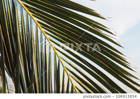 Palm branches against the blue sky. Sunny weather. Vacation at the resort. Coconut and date leaves sway. The blue sky. Tourism and travel to tropical place. Montenegro, palm trees. Plage holiday Palm branches against the blue sky. Sunny weather. Vacation at the resort. Coconut and date leaves sway. The blue sky. Tourism and travel to tropical place. Montenegro, palm trees. Plage holiday 106913854