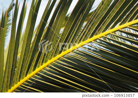 Palm branches against the blue sky. Sunny weather. Vacation at the resort. Coconut and date leaves sway. The blue sky. Tourism and travel to tropical place. Montenegro, palm trees. Plage holiday Palm branches against the blue sky. Sunny weather. Vacation at the resort. Coconut and date leaves sway. The blue sky. Tourism and travel to tropical place. Montenegro, palm trees. Plage holiday 106913857