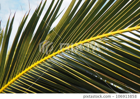 Palm branches against the blue sky. Sunny weather. Vacation at the resort. Coconut and date leaves sway. The blue sky. Tourism and travel to tropical place. Montenegro, palm trees. Plage holiday Palm branches against the blue sky. Sunny weather. Vacation at the resort. Coconut and date leaves sway. The blue sky. Tourism and travel to tropical place. Montenegro, palm trees. Plage holiday 106913858
