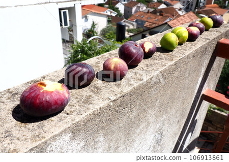 Fig or fig tree, or common fig tree, or Ficus carica is a subtropical deciduous plant of the genus Ficus of the Mulberry family. Ripe purple fig fruits are dried on a stone wall Fig or fig tree, or common fig tree, or Ficus carica is a subtropical deciduous plant of the genus Ficus of the Mulberry family. Ripe purple fig fruits are dried on a stone wall 106913861