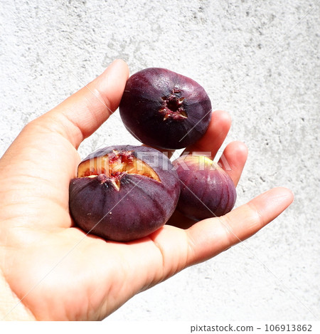 Fig or fig tree, or common fig tree, or Ficus carica is a subtropical deciduous plant of the genus Ficus of the Mulberry family. Healthy food. Ripe purple fig fruits in the palm of woman hand Fig or fig tree, or common fig tree, or Ficus carica is a subtropical deciduous plant of the genus Ficus of the Mulberry family. Healthy food. Ripe purple fig fruits in the palm of woman hand 106913862