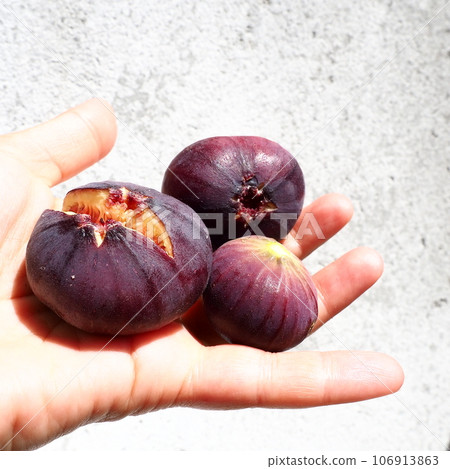 Fig or fig tree, or common fig tree, or Ficus carica is a subtropical deciduous plant of the genus Ficus of the Mulberry family. Healthy food. Ripe purple fig fruits in the palm of woman hand Fig or fig tree, or common fig tree, or Ficus carica is a subtropical deciduous plant of the genus Ficus of the Mulberry family. Healthy food. Ripe purple fig fruits in the palm of woman hand 106913863