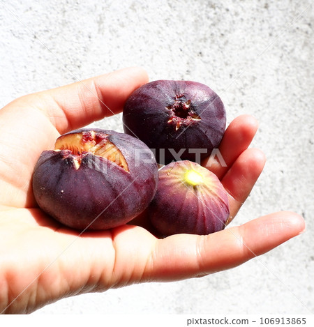 Fig or fig tree, or common fig tree, or Ficus carica is a subtropical deciduous plant of the genus Ficus of the Mulberry family. Healthy food. Ripe purple fig fruits in the palm of woman hand Fig or fig tree, or common fig tree, or Ficus carica is a subtropical deciduous plant of the genus Ficus of the Mulberry family. Healthy food. Ripe purple fig fruits in the palm of woman hand 106913865