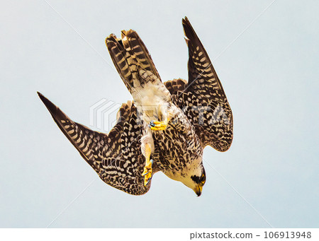 Falcon Falcon 106913948