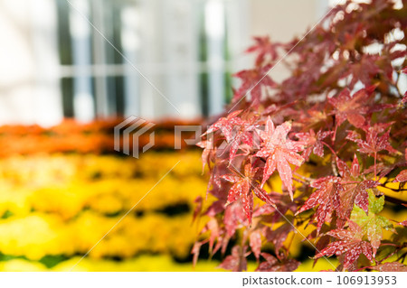 A flower bed of autumnal maple leaves and colorful chrysanthemums at Kew Gardens on the outskirts of London A flower bed of autumnal maple leaves and colorful chrysanthemums at Kew Gardens on the outskirts of London 106913953