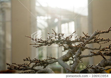 Branches with buds under bright sunlight inside a glass house, Kew Gardens on the outskirts of London Branches with buds under bright sunlight inside a glass house, Kew Gardens on the outskirts of London 106913954