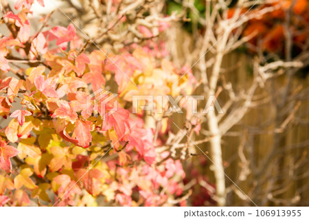 Close-up of autumn leaves bathing in the sunlight at Kew Gardens on the outskirts of London Close-up of autumn leaves bathing in the sunlight at Kew Gardens on the outskirts of London 106913955
