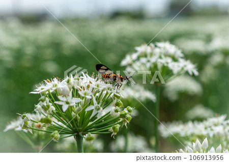 Yellow-bellied deer moth visits leek flowers 106913956