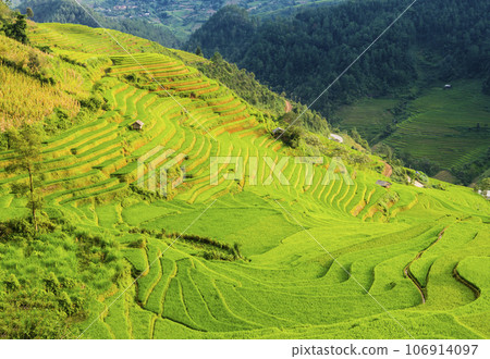 Amazing landscape with terraced rice field in the mountains of Mu Cang Chai, Yen Bai Province, northern Vietnam 106914097