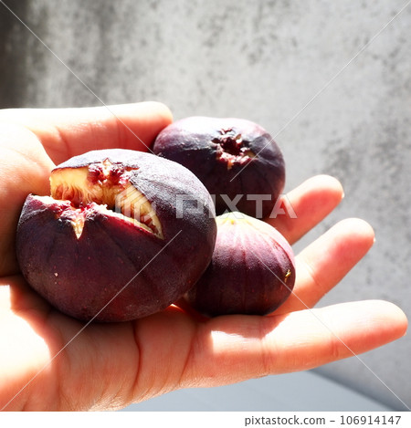 Fig or fig tree, or common fig tree, or Ficus carica is a subtropical deciduous plant of the genus Ficus of the Mulberry family. Healthy food. Ripe purple fig fruits in the palm of woman hand Fig or fig tree, or common fig tree, or Ficus carica is a subtropical deciduous plant of the genus Ficus of the Mulberry family. Healthy food. Ripe purple fig fruits in the palm of woman hand 106914147