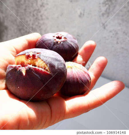 Fig or fig tree, or common fig tree, or Ficus carica is a subtropical deciduous plant of the genus Ficus of the Mulberry family. Healthy food. Ripe purple fig fruits in the palm of woman hand Fig or fig tree, or common fig tree, or Ficus carica is a subtropical deciduous plant of the genus Ficus of the Mulberry family. Healthy food. Ripe purple fig fruits in the palm of woman hand 106914148