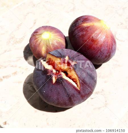 Fig or fig tree, or common fig tree, or Ficus carica is a subtropical deciduous plant of the genus Ficus of the Mulberry family. Ripe purple fig fruits on a light background. Healthy food. Fig or fig tree, or common fig tree, or Ficus carica is a subtropical deciduous plant of the genus Ficus of the Mulberry family. Ripe purple fig fruits on a light background. Healthy food. 106914150