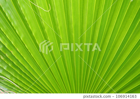 Palm leaves texture with shadow and light. Palm leaves of bright green and yellow colors. Tropical beautiful background. Summer beach tourism. Pleated leaves Palm leaves texture with shadow and light. Palm leaves of bright green and yellow colors. Tropical beautiful background. Summer beach tourism. Pleated leaves 106914163