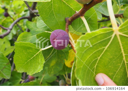 Fig, or fig tree, or common fig tree Ficus carica is a subtropical deciduous plant of the genus Ficus of the Mulberry family. Figs on a branch. Garden plants. Ripe green red fig in a garden or farm. Fig, or fig tree, or common fig tree Ficus carica is a subtropical deciduous plant of the genus Ficus of the Mulberry family. Figs on a branch. Garden plants. Ripe green red fig in a garden or farm. 106914164