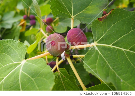 Fig, or fig tree, or common fig tree Ficus carica is a subtropical deciduous plant of the genus Ficus of the Mulberry family. Figs on a branch. Garden plants. Ripe green red fig in a garden or farm. Fig, or fig tree, or common fig tree Ficus carica is a subtropical deciduous plant of the genus Ficus of the Mulberry family. Figs on a branch. Garden plants. Ripe green red fig in a garden or farm. 106914165