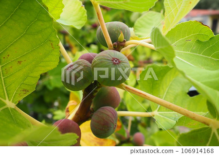 Fig, or fig tree, or common fig tree Ficus carica is a subtropical deciduous plant of the genus Ficus of the Mulberry family. Figs on a branch. Garden plants. Ripe green red fig in a garden or farm. Fig, or fig tree, or common fig tree Ficus carica is a subtropical deciduous plant of the genus Ficus of the Mulberry family. Figs on a branch. Garden plants. Ripe green red fig in a garden or farm. 106914168