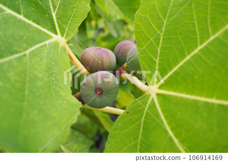 Fig, or fig tree, or common fig tree Ficus carica is a subtropical deciduous plant of the genus Ficus of the Mulberry family. Figs on a branch. Garden plants. Ripe green red fig in a garden or farm. Fig, or fig tree, or common fig tree Ficus carica is a subtropical deciduous plant of the genus Ficus of the Mulberry family. Figs on a branch. Garden plants. Ripe green red fig in a garden or farm. 106914169