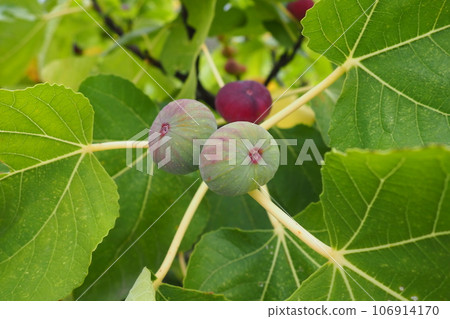 Fig, or fig tree, or common fig tree Ficus carica is a subtropical deciduous plant of the genus Ficus of the Mulberry family. Figs on a branch. Garden plants. Ripe green red fig in a garden or farm. Fig, or fig tree, or common fig tree Ficus carica is a subtropical deciduous plant of the genus Ficus of the Mulberry family. Figs on a branch. Garden plants. Ripe green red fig in a garden or farm. 106914170