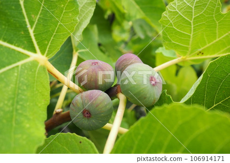 Fig, or fig tree, or common fig tree Ficus carica is a subtropical deciduous plant of the genus Ficus of the Mulberry family. Figs on a branch. Garden plants. Ripe green red fig in a garden or farm. Fig, or fig tree, or common fig tree Ficus carica is a subtropical deciduous plant of the genus Ficus of the Mulberry family. Figs on a branch. Garden plants. Ripe green red fig in a garden or farm. 106914171