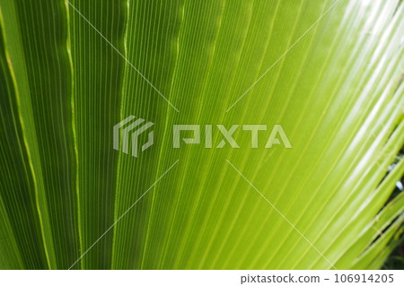 Palm leaves texture with shadow and light. Palm leaves of bright green and yellow colors. Tropical beautiful background. Summer beach tourism. Pleated leaves Palm leaves texture with shadow and light. Palm leaves of bright green and yellow colors. Tropical beautiful background. Summer beach tourism. Pleated leaves 106914205