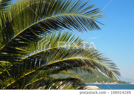 Palm branches against the blue sky. Sunny weather. Vacation at the resort. Coconut and date leaves sway. The blue sky. Tourism and travel to tropical place. Montenegro, palm trees. Plage holiday Palm branches against the blue sky. Sunny weather. Vacation at the resort. Coconut and date leaves sway. The blue sky. Tourism and travel to tropical place. Montenegro, palm trees. Plage holiday 106914289