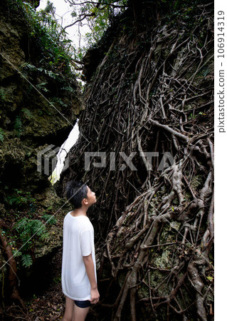 Tree roots Hamagawa Utaki, Okinawa Prefecture Tree roots Hamagawa Utaki, Okinawa Prefecture 106914319