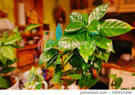 Foliage plant  106914366