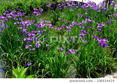 城北公園的菖蒲花園 城北菖蒲花園內的一簇菖蒲 106914414